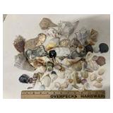 Seashells Assortment