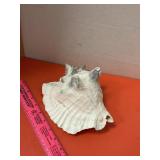 Conch Shell