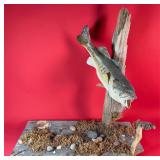 Vintage Smallmouth Bass Taxidermy Mount