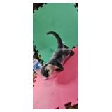 Hannah creation  Otter 17'