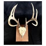 Whitetail Deer antlers