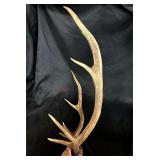 8 point elk antler rack