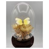 Taxidermy butterfly & shells souvenir