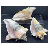3 1904 world's fair St. Louis souvenir seashells