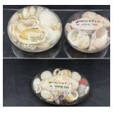 1904 World's Fair St. Louis seashell paper weights