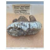 Fossilized cave bear molar tooth