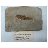 Fish fossil