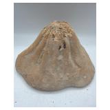 Fossilized clypeaster sea urchin