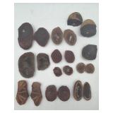 Plant fossils