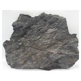 Plant fossil