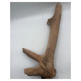 Elk or deer antler