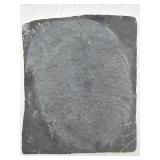 Trilobite fossil