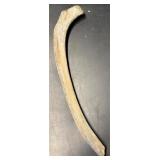 28' prehistoric mammal rib bone