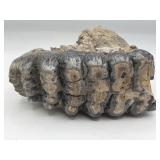 Fossilized Stegodon molar teeth