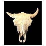 Fossilized bison skull with horns and teeth
