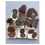 Fossil halves