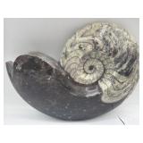 Large polished ammonite fossil