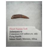 Pterosaur flying reptile fossil tooth