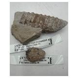 Dawsonoceras Hyatt & Holocystites fossils