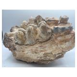 Prehistoric Fossilized jaw with teeth