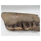 Prehistoric fossilized jaw with teeth