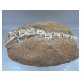 Fish vertebrae fossil