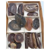 Plant fossils