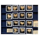 Fossilized shark teeth