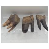Prehistoric teeth fossils