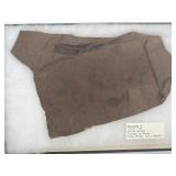 Fish fossil