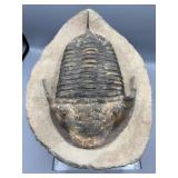 12' three-dimensional trilobite fossil