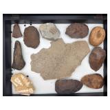 Fossils and more