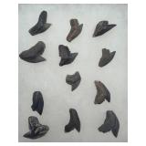 Fossilized shark teeth