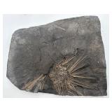 Sea urchin fossil