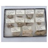 Prehistoric fossilized teeth and other bones