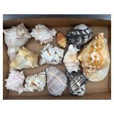 Seashells