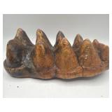Prehistoric mastodon tooth fossil