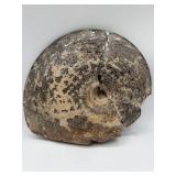 Fossilized ammonite