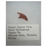 Raptor claw fossil