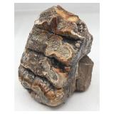 Fossilized Stegodon molar
