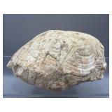 Turtle fossil