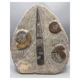 Polished fossil display Ammonite & Orthoceras