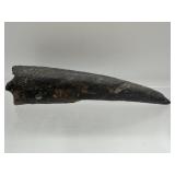Killer whale tooth fossil