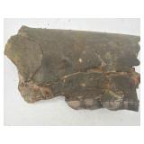 Fossil jaw fragment with teeth