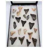 Fossilized shark teeth