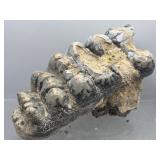 Prehistoric fossilized mastodon teeth