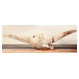 Prehistoric bison skull cap and horn cores