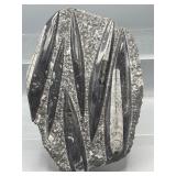 Polished Orthoceras fossil slab