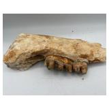 fossilized bone with teeth
