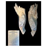 Large fossil mammoth lower jaws with teeth